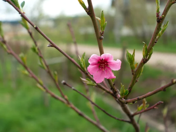 Ağaçta bir kayısı çiçeği. Yeşilliğin arka planına karşı.