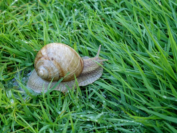 Snail Crawling Green Grass Which Droplets Dew — Stock Photo, Image