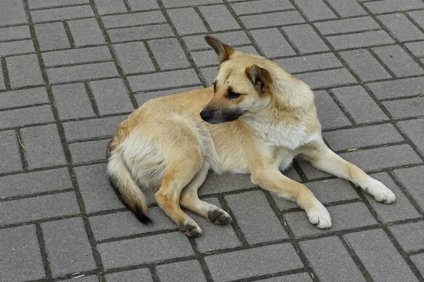 Homeless Dog Lies Pavement Looking Away — Stock Photo, Image