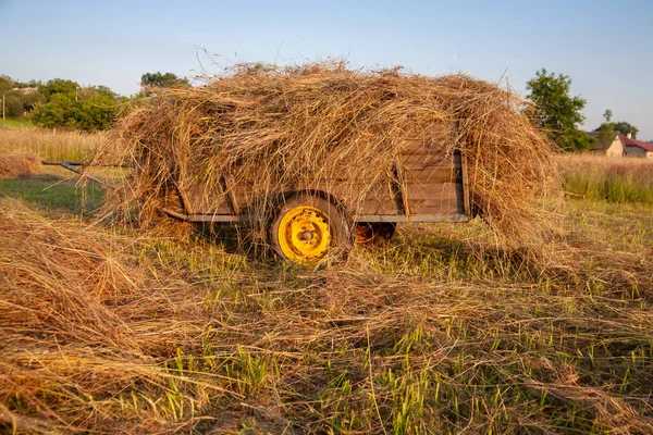 Samanlık için saman arabası. Akşam gün batımında.