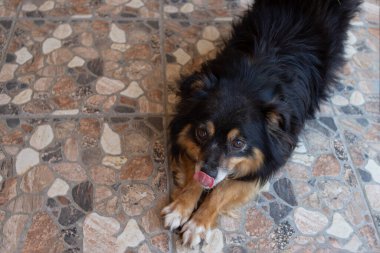 Siyah köpek kırmızı diliyle dudaklarını yalıyor. Yerel odak.