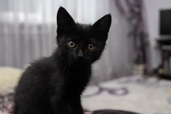 Czarny Kotek Siedzi Kanapie Rama Pozioma — Zdjęcie stockowe