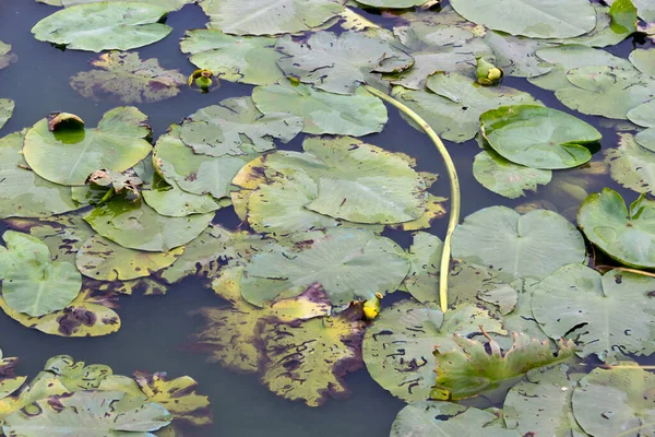 Water lily leaves on the surface of the water.