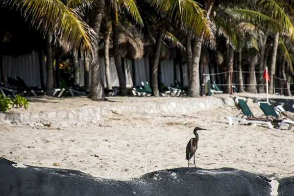 멕시코 헤론 새 델 카르멘 유카탄 해변 — 스톡 사진