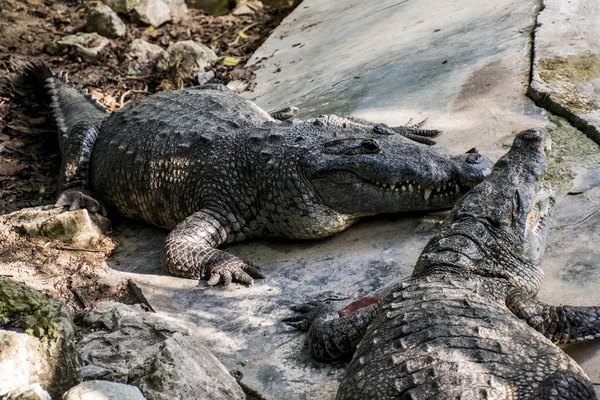 野生鳄鱼爬行动物野生动物墨西哥尤卡坦半岛 — 图库照片