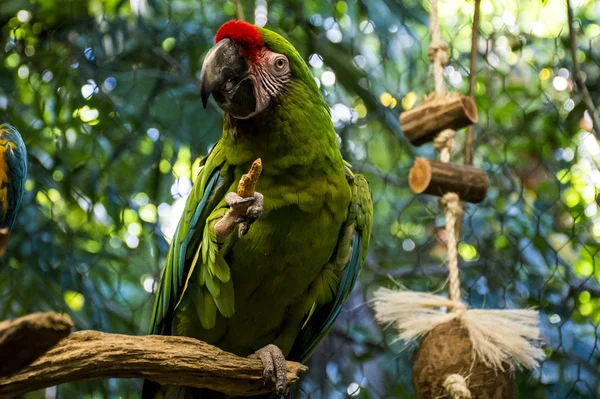 Mexico yucatan Wildlife kleurrijke parrot vogel 2 — Stockfoto