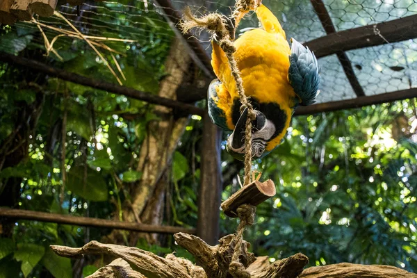 Mexico yucatan Wildlife kleurrijke parrot vogel — Stockfoto