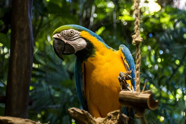 Mexico yucatan Wildlife kleurrijke parrot vogel 3 — Stockfoto