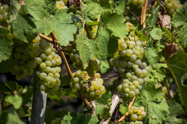 Uvas blancas Región Moselle Winningen 12 — Foto de Stock