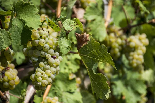 Uvas blancas Región Moselle Winningen 11 — Foto de Stock