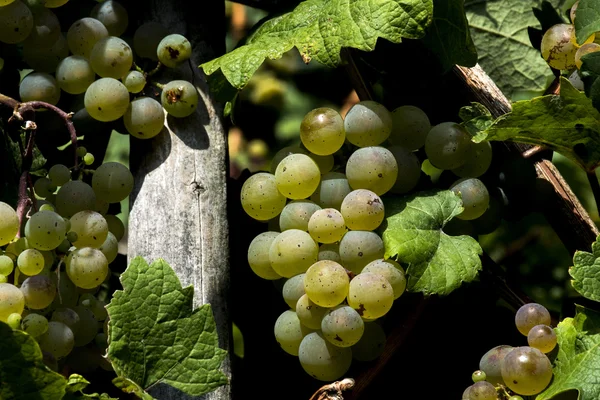 Vita vindruvor regionen Mosel Winningen 10 — Stockfoto