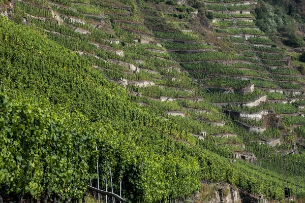 有名なドイツのワイン産地モーゼル Winningen 5 — ストック写真