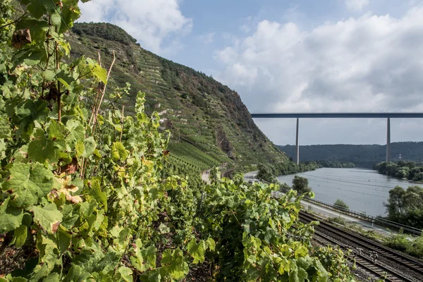 Bridge view from wineyard Wine Region Winningen — Stock Photo, Image