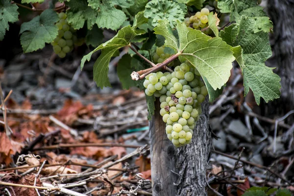 White Wine grapes Region Moselle River Winningen 4 — Stock Photo, Image