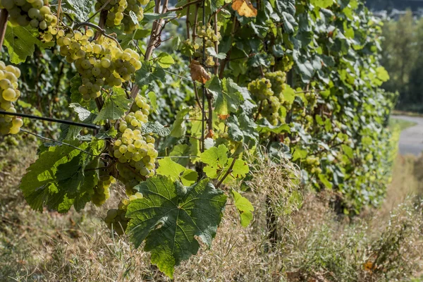 Uvas blancas Región Moselle River Winningen 2 — Foto de Stock