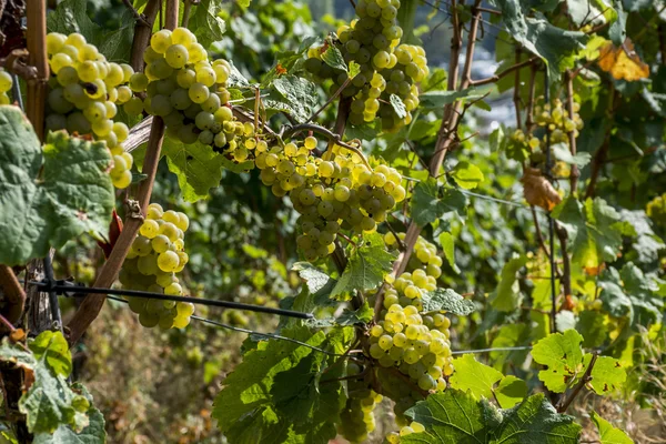 Białe wino z winogron regionie Moselle rzeki mieście Winningen — Zdjęcie stockowe