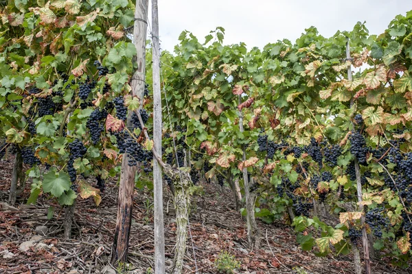 Rött vin druvor regionen Mosel floden Winningen 4 — Stockfoto
