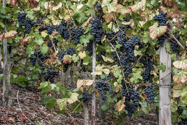 Wino czerwone winogrona regionie Moselle rzeki mieście Winningen 3 — Zdjęcie stockowe