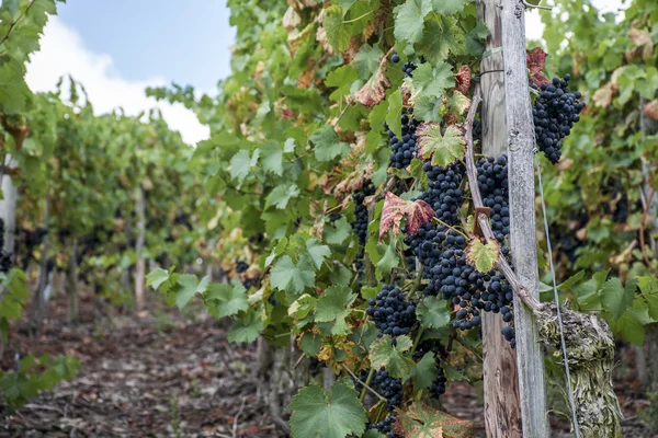 Uvas de vinho tinto Região Moselle River Winningen — Fotografia de Stock