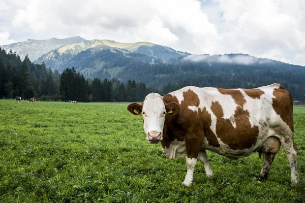 Vacă la Seekaralm llake Achen în Austria în căutarea — Fotografie, imagine de stoc