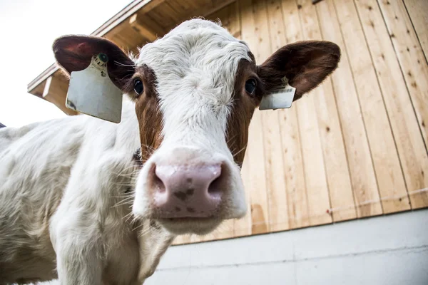 オーストリアで Seekaralm llake アーヘンで牛します。 — ストック写真