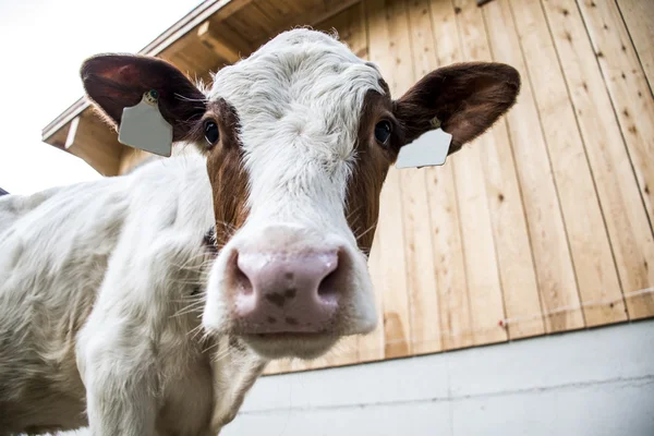 オーストリアで Seekaralm llake アーヘンで牛します。 — ストック写真