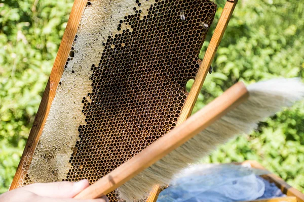 Apicultor haciendo abejas frescas de miel dorada saludables — Foto de Stock