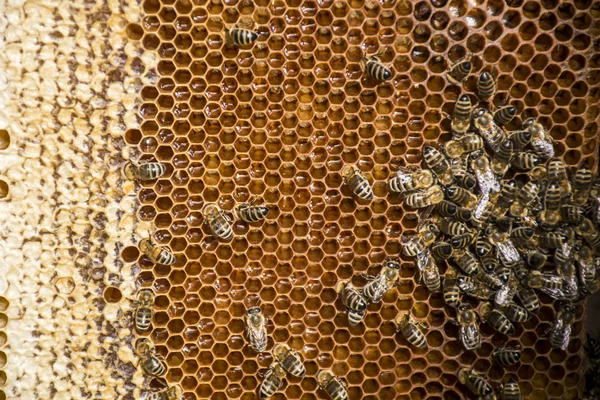 शहद मधुमक्खी उस पर मधुमक्खियों के साथ मोम फ्रेम — स्टॉक फ़ोटो, इमेज