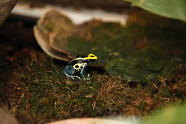 Egzotik küçük renkli kurbağa kapatın sürüngen 2