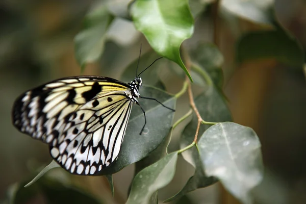 Mariposa colorida sentada sobre una hoja Close up 2 — Foto de Stock