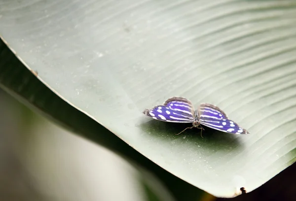 Mariposa colorida sentada sobre una hoja Primer plano 3 — Foto de Stock