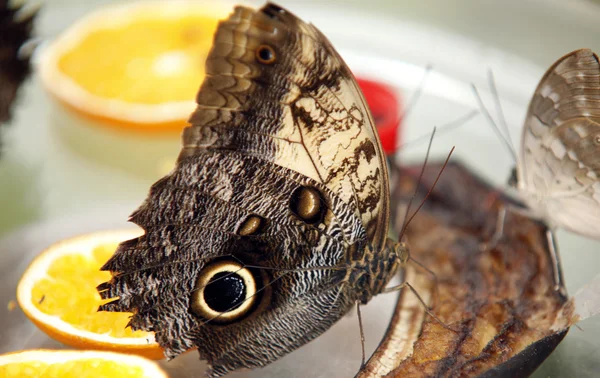 Mariposa colorida sentada sobre una hoja Close up 5 — Foto de Stock