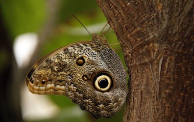 8 bir yaprak yakın oturan renkli kelebek