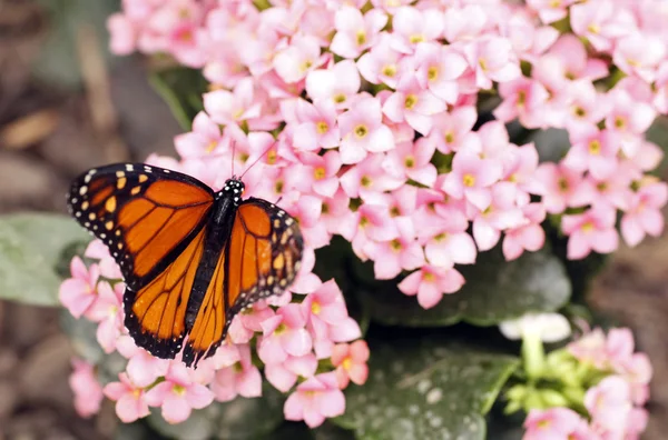 Mariposa colorida sentada sobre una hoja Close up 7 — Foto de Stock