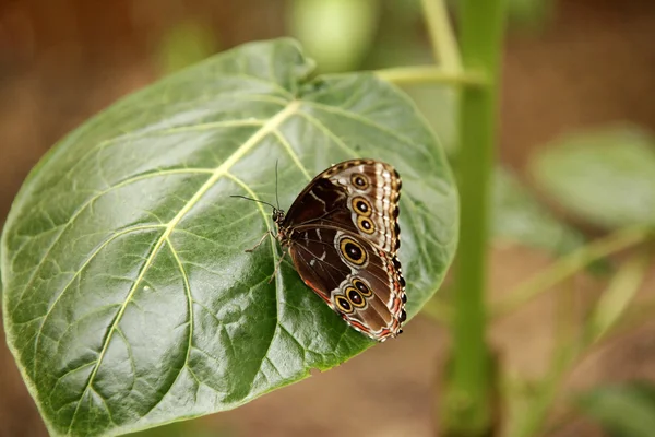 Mariposa colorida sentada sobre una hoja Primer plano 9 — Foto de Stock