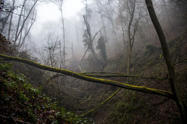 Escursioni nel bosco in una giornata nebbiosa natura — Foto Stock