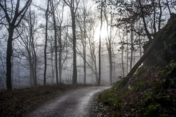 Escursioni nel bosco in una giornata nebbiosa natura 4 — Foto Stock