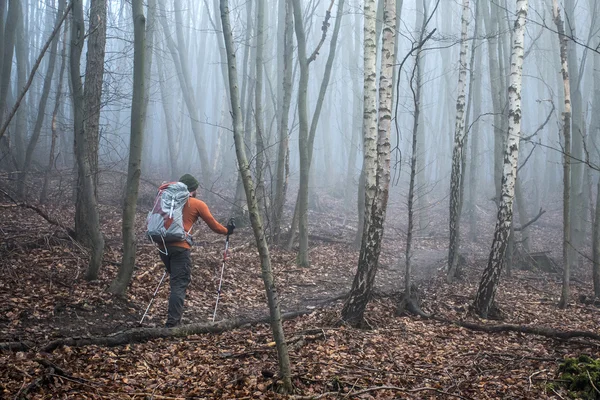 Senderismo en el bosque en un día de niebla naturaleza 5 —  Fotos de Stock