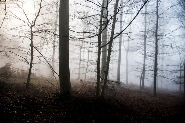 Caminhadas na floresta em um dia nebuloso natureza 7 — Fotografia de Stock