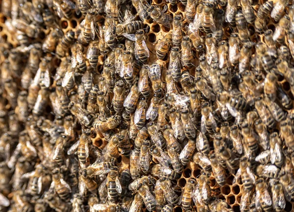 Primer plano de las abejas en panal de abeja en marco colmenar miel enfoque selectivo —  Fotos de Stock