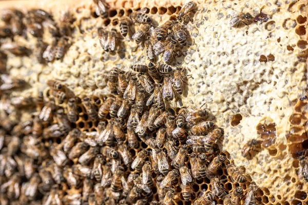 Primer plano de las abejas en panal de abeja en marco colmenar miel enfoque selectivo —  Fotos de Stock