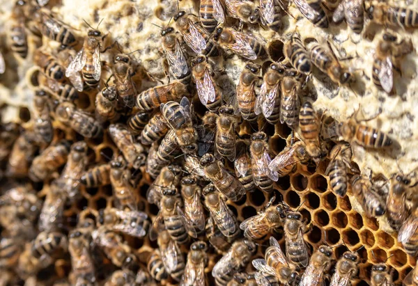 Primer plano de las abejas en panal de abeja en marco colmenar miel enfoque selectivo —  Fotos de Stock