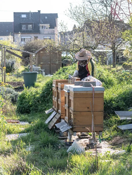 Imker, der frischen goldenen Honig herstellt, arbeitet im Freien mit Bienen — Stockfoto