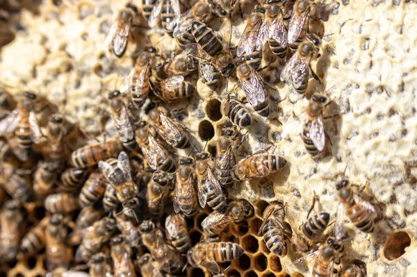 Крупный план пчёл на сотах в пасеке — стоковое фото
