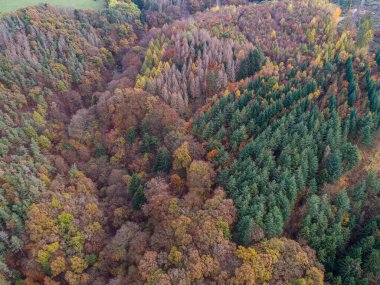 Gökyüzü manzarası Güzel yeşil, turuncu ve kırmızı sonbahar ormanı, bir çok ağaç farklı renkte gergedan tahtırevanı