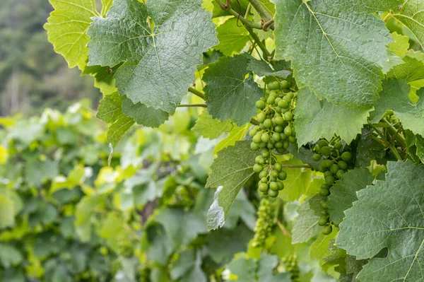Zbliżenie surowych białych winogron z niemieckiego regionu Moselle Winningen — Zdjęcie stockowe