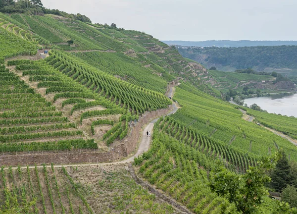 Turista útvonal keresztül Wineyard Német Régió Moselle River Winningen — Stock Fotó