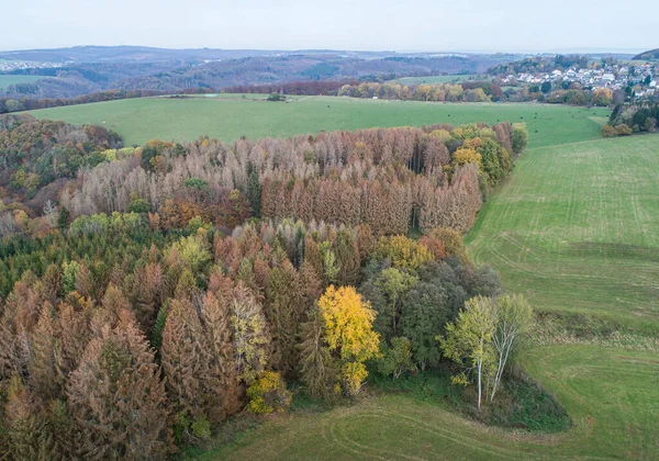 Vista aerea Bella foresta verde, arancione e rosso autunno, molti alberi diversi colori Germania Renania Palantino — Foto Stock