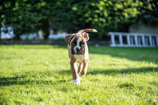 8 тижнів молоді чистокровні золоті цуценята боксерські собаки — стокове фото