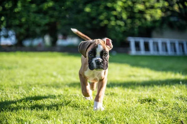 8 weeks young purebred golden puppy german boxer dog — Stock Photo, Image